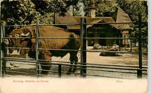 AK / Ansichtskarte 73987444 Zoo_Gardin_Zoologique-- Basel Bison 