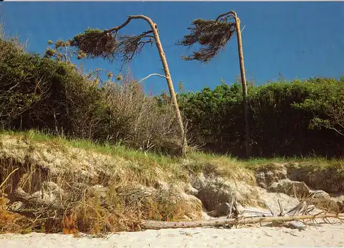 AK, Nationalpark Darss, Windflüchter am Weststrand, um 2000