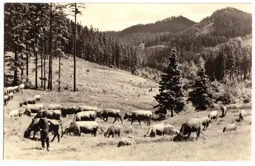 AK, Thüringer Wald bei Friedrichroda, Rinderherde mit Hirt, 1967