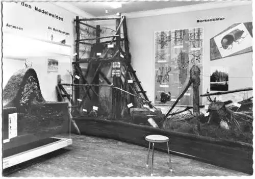 AK, Braunschweig, Naturhist. Museum, Insektensaal, um 1962