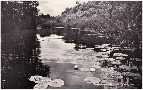 Storkow (Mark) Seerosen am Springsee Ansichtskarte  1969