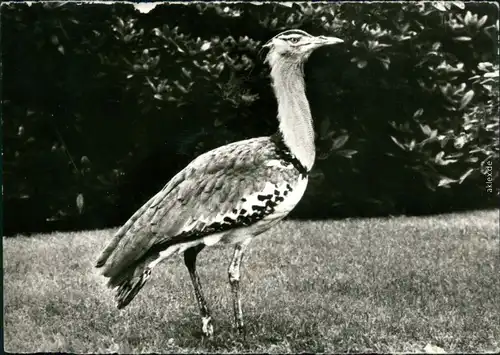 Ansichtskarte  Tiere - Vögel - Riesentrappe 1983