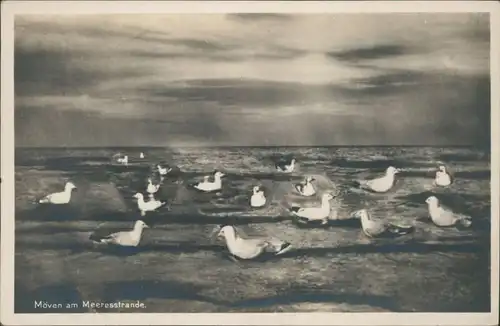 Ansichtskarte Ahlbeck (Usedom) Möwen am Meeresstrande 1929 