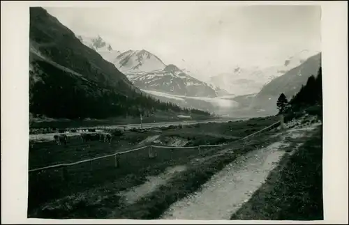 Samaden Samedan Roseggletscher / Vadret da Roseg Viehweide 1929 Privatfoto