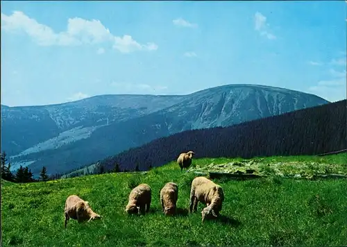 Groß Aupa-Petzer Velká Úpa Pec pod Sněžkou Ovce na Růžohorkách, v   1980