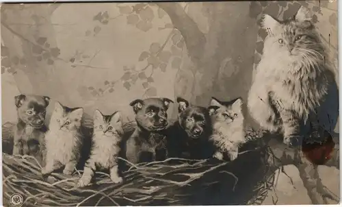 Ansichtskarte  Fotokunst Katze - Welpen (Hunde) und kätzchen im Korb 1909