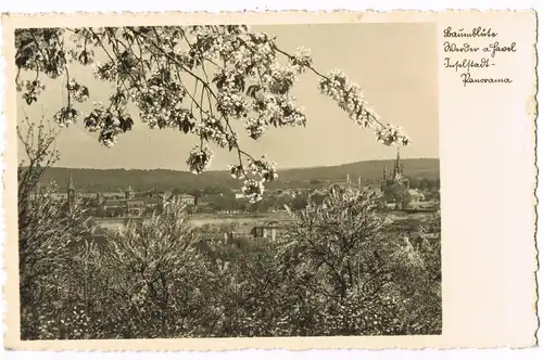 Ansichtskarte Werder (Havel) Baumblüte, Stadt - Fotokarte 1936