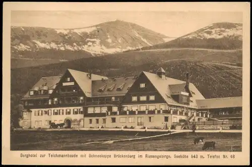 Brückenberg-Krummhübel Karpacz Górny Karpacz Teichmannbaude, Kühe 1922