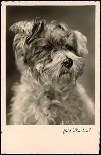 Ansichtskarte  Tiere - Hunde Hund Fotokunst - Bist du schön 1934