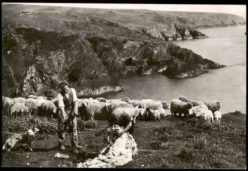 Wales (Allgemein) Küstenlandschaft von Nordwales, Scheeren von Schafen 1960