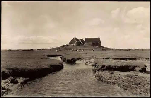 _allgemein Schleswig Holstein Bauerngehöft, Fotokarte - Peterson Nortorf 1954