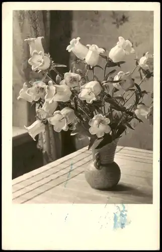 Ansichtskarte  Botanik :: Blumen - Stilleben - Fotokarte Fotokunst 1935