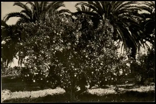 Postales Valencia València Un naranjo An orange-tree Orangen-Baum 1940