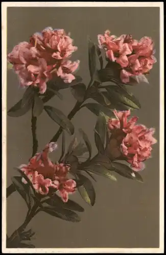 Ansichtskarte  Botanik :: Blumen Blütenbracht, Stimmungsbild 1912