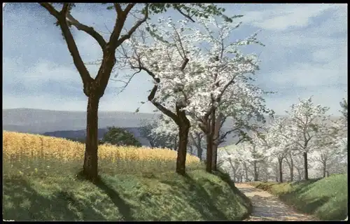 Ansichtskarte  Stimmungsbild: Frühling Blühende Bäume Photochromie 1911