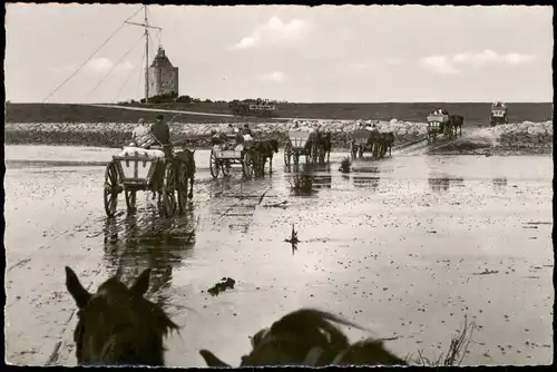 Insel Neuwerk-Hamburg Ankunft der Wattwagen auf der Insel Neuwerk 1961