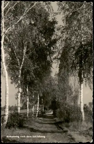 Ansichtskarte  Birkenweg nach dem Schildberg (DDR Karte) 1959