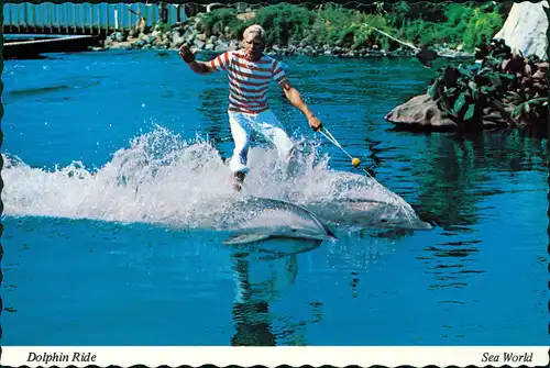 Postcard San Diego DOLPHIN SHOW SEA WORLD 1970