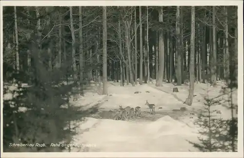 Schreiberhau Szklarska Poręba Riesengebirge Rehe an der Futterstelle 1931