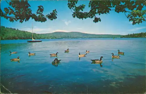 Postcard Kanada (allgemein) Canadian Geese New England 1967