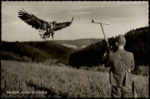 Walddorf (Schwarzwald) Seeadler »Cora« im Freiflug Falkenhof Nagold 1961