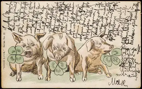 Ansichtskarte  Good Luck Glück Schweine Pig Kleeblätter USA 1908