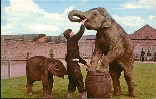 Ansichtskarte  Tiere - Elefant ELEPHANTS, FLAMINGO PARK 1960