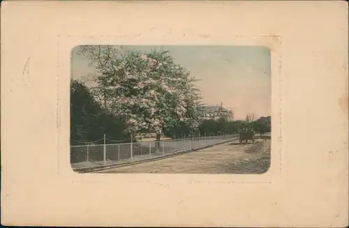 Ansichtskarte  Feldpostkarte 1. Weltkrieg "Blühender Baum" 1918   Feldpost gelaufen (div. Stempel)