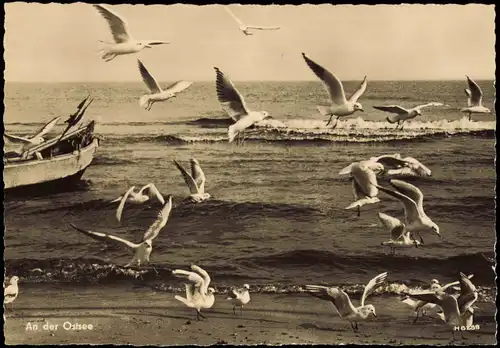 Ansichtskarte .Mecklenburg-Vorpommern Ostsee Baltic Sea Vögel 1960