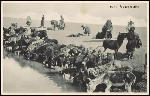 Postcard Irak Allgemein A daily routine Iraq Tiere Oase 1922