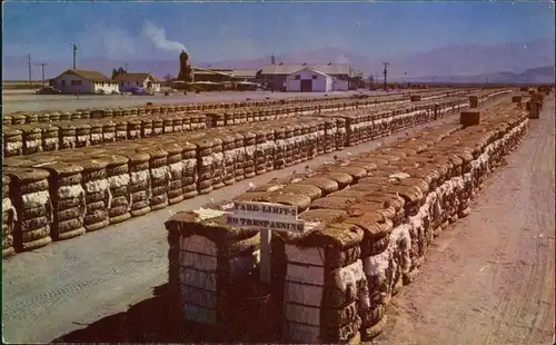 .USA United States of America BALES OF COTTON, Baumwolle Baumwollernte 1960