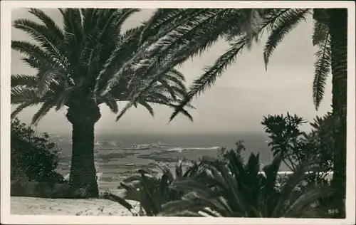 Postcard Algier دزاير Panorama-Ansicht, Blick durch Palmen 1940