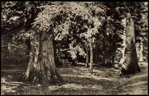 Ansichtskarte Kälberbronn -Pfalzgrafenweiler Bank im Wald 1961