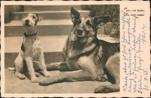 Ansichtskarte  Tiere - Hunde Schäferhund zwei Hunde Fotokunst 1943