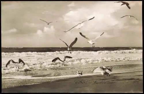 Ansichtskarte Möwen am Strand 1960  Nordseeheil- u. Schwefelbad St. Peter-Ording