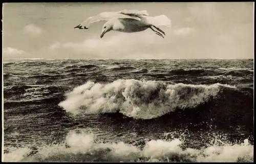 Wellen - Möwe im Flug 1930  Nordseeheil- u. Schwefelbad St. Peter-Ording