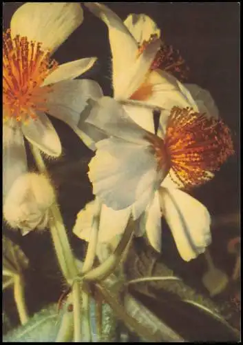 Fauna / Pflanzen: Sparmannia africana (Blühende Zimmerlinde) 1964