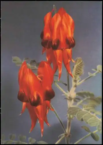 Ansichtskarte  Fauna / Pflanzen: Clianthus speciosus (Ruhmesblume) 1964