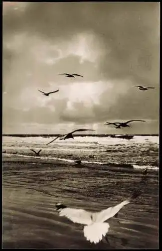 Ansichtskarte  Seestimmung Möwen Nordseeheil- u. Schwefelbad St. Peter-Ording