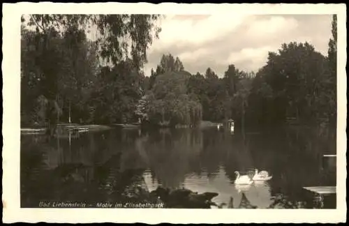 Ansichtskarte Bad Liebenstein Schwäne, Motiv im Elisabethpark 1940