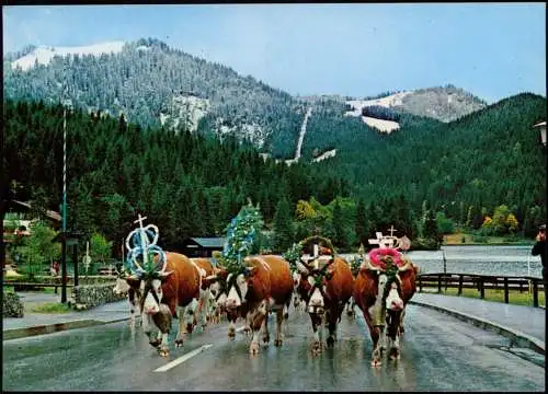 Spitzingsee-Schliersee Almabtrieb am Spitzingsee Bayrische Alpen 1993