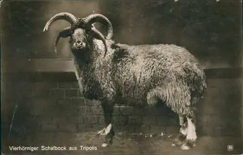 Ansichtskarte Tiergarten-Berlin Vierhörniger Schafbock aus Tripolis 1916