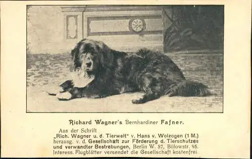 Tiere - Hunde Richard Wagner's Bernhardiner Tierschutz Berlin Fafner. 1911